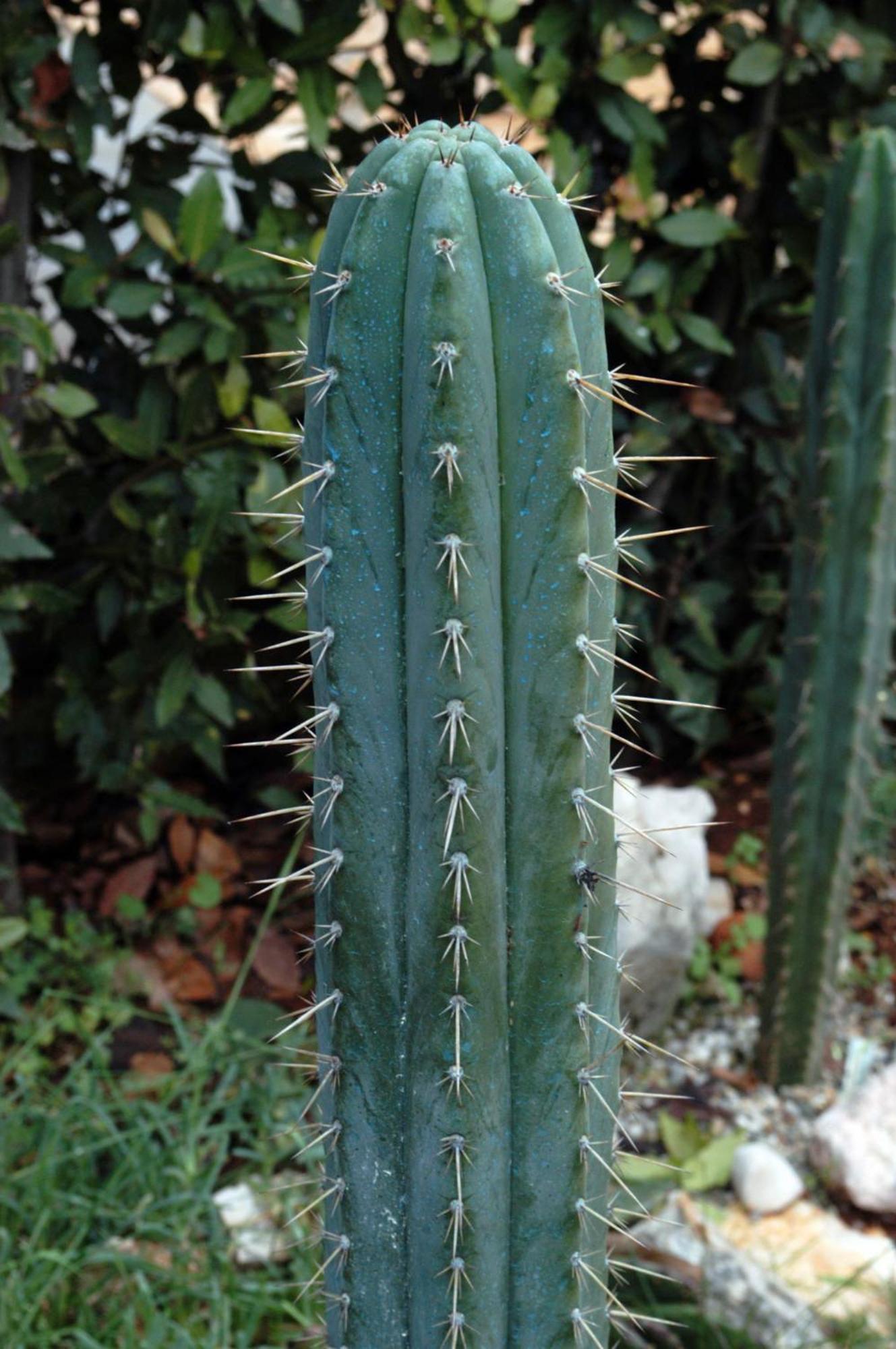 Cactus House Gaspar Zára Kültér fotó